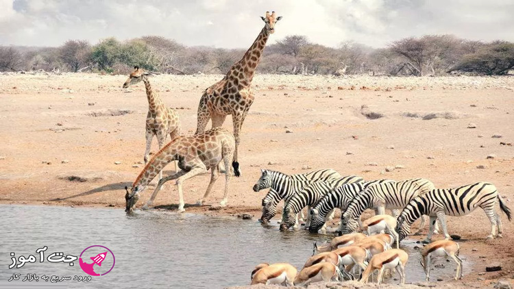 حمله Watering Hole چیست؟